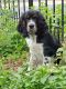 English Springer Spaniel Puppies for sale in Harrisburg, PA 17102, USA. price: NA