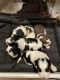 English Springer Spaniel Puppies for sale in Temecula, CA, USA. price: NA