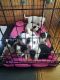 English Springer Spaniel Puppies for sale in Kelso, WA, USA. price: $200