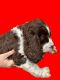 English Springer Spaniel Puppies for sale in Carmichael, CA, USA. price: $975