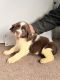 English Springer Spaniel Puppies for sale in 2377 Miller Ferry Rd SW, Calhoun, GA 30701, USA. price: $1,200