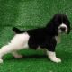 English Springer Spaniel Puppies for sale in Athens, TX, USA. price: $1,500