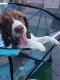 English Springer Spaniel Puppies for sale in Carmichael, CA, USA. price: NA