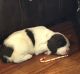 English Springer Spaniel Puppies for sale in Philomath, OR 97370, USA. price: $500