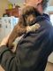 English Springer Spaniel Puppies for sale in Lakeville, MN, USA. price: NA