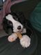 English Springer Spaniel Puppies for sale in Puyallup, WA, USA. price: NA