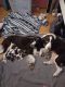 English Springer Spaniel Puppies for sale in Toms River, NJ, USA. price: NA
