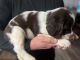 English Springer Spaniel Puppies for sale in Kelso, WA, USA. price: $800