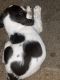 English Springer Spaniel Puppies for sale in Kelso, WA, USA. price: $700