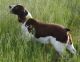 English Springer Spaniel Puppies for sale in Athens, TX 75751, USA. price: $1,100