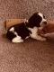 English Springer Spaniel Puppies for sale in 2377 Miller Ferry Rd SW, Calhoun, GA 30701, USA. price: $750