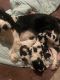 English Springer Spaniel Puppies for sale in Milton, IN, USA. price: NA