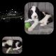 English Springer Spaniel Puppies for sale in Belmont, Plainfield Charter Township, MI 49306, USA. price: NA
