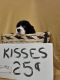 English Springer Spaniel Puppies for sale in West Liberty, KY 41472, USA. price: $500