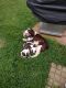 English Springer Spaniel Puppies for sale in Barboursville, VA 22923, USA. price: $450