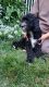 English Springer Spaniel Puppies for sale in Paradise, PA, USA. price: NA