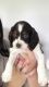 English Springer Spaniel Puppies for sale in Athens, AL, USA. price: $800