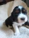 English Springer Spaniel Puppies for sale in Pembine, WI 54156, USA. price: NA