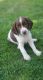 English Springer Spaniel Puppies for sale in Green Bay, WI, USA. price: NA