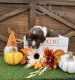 English Springer Spaniel Puppies for sale in Cogan Station, PA 17728, USA. price: $995