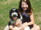English Springer Spaniel Puppies for sale in Madison, SD 57042, USA. price: $995