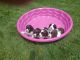 English Springer Spaniel Puppies for sale in Dilltown, PA 15954, USA. price: NA