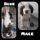 English Springer Spaniel Puppies for sale in Belmont, Plainfield Charter Township, MI 49306, USA. price: $800