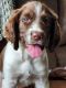 English Springer Spaniel Puppies for sale in Chilton, WI 53014, USA. price: $800