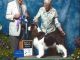 English Springer Spaniel Puppies for sale in Upper Peninsula of Michigan, MI, USA. price: $500