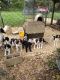 English Springer Spaniel Puppies for sale in Barboursville, VA 22923, USA. price: $150