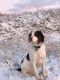English Springer Spaniel Puppies for sale in St Anthony, ID 83445, USA. price: $700
