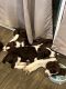 English Springer Spaniel Puppies for sale in Gilbert, AZ 85295, USA. price: $800
