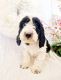 English Springer Spaniel Puppies for sale in Boise, ID, USA. price: $900