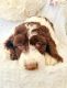 English Springer Spaniel Puppies for sale in Boise, ID, USA. price: $1,500