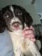 English Springer Spaniel Puppies for sale in Kelso, WA, USA. price: $800
