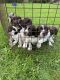 English Springer Spaniel Puppies for sale in King's Lynn PE30, UK. price: 750 GBP