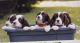English Springer Spaniel Puppies for sale in Bay City, WI 54723, USA. price: NA