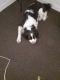 English Springer Spaniel Puppies for sale in East Macon, GA 31217, USA. price: $1,000