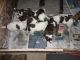 English Springer Spaniel Puppies for sale in Medford, OR, USA. price: $1,400