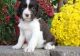 English Springer Spaniel Puppies for sale in Jacksonville, Florida. price: $400
