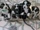 English Springer Spaniel Puppies for sale in Montclair, California. price: $1,200
