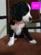 English Springer Spaniel Puppies for sale in Montclair, California. price: $1,000