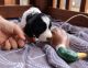 English Springer Spaniel Puppies for sale in North Richmond, New South Wales. price: $1,500