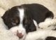 English Springer Spaniel Puppies for sale in San Diego, California. price: $1,200