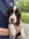 English Springer Spaniel Puppies for sale in Tallahassee, Florida. price: $850