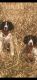 English Springer Spaniel Puppies for sale in Oxnard, California. price: $1,000