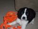 English Springer Spaniel Puppies for sale in Norwalk, OH, USA. price: NA