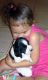 English Springer Spaniel Puppies for sale in Texas, USA. price: NA