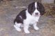 English Springer Spaniel Puppies for sale in Springfield, MA, USA. price: NA