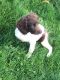 English Springer Spaniel Puppies for sale in Simi Valley, CA, USA. price: NA